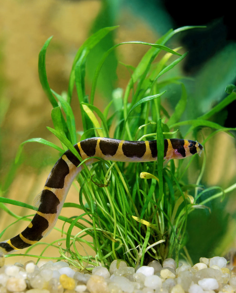 Striped Kuhli Loach