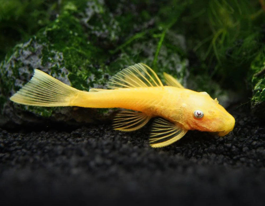 Yellow fish on a dark background with greenery