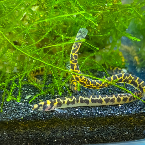 Two snakeheads swimming in an aquarium with green plants and black substrate.