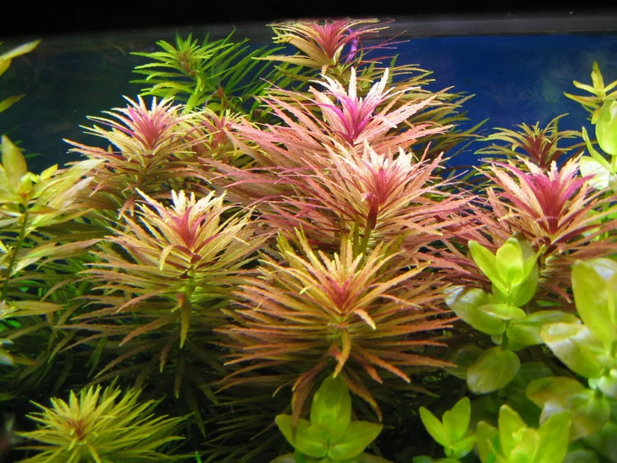 Colorful aquatic plant with pink and green leaves in an aquarium .