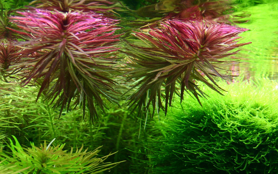 Close-up of aquatic plants with pink and green colors.