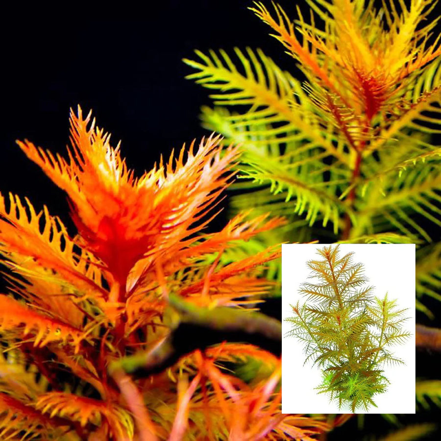 Mermaid Weed