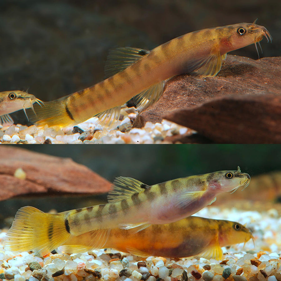 Spotback Mountain Loach