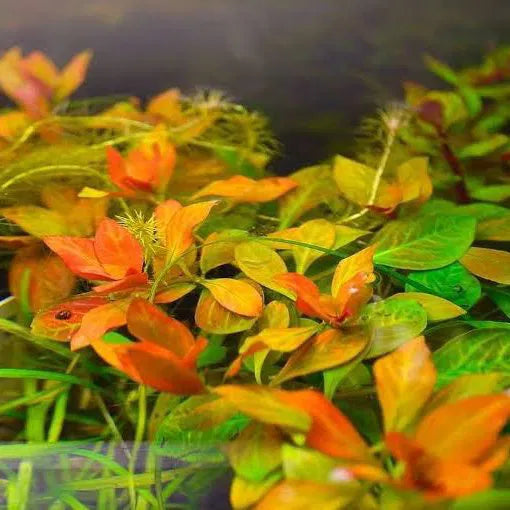 Ludwigia Atlantis — live aquatic plant in a planted aquarium