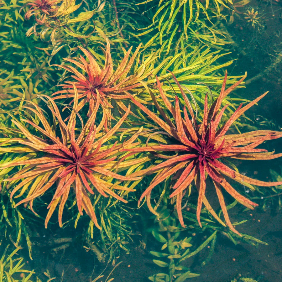 Close-up of orange and green aquatic plants underwater