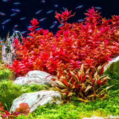 Aquarium with red plants, rocks, and small fish