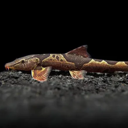 Frogsnake on a dark substrate with a black background