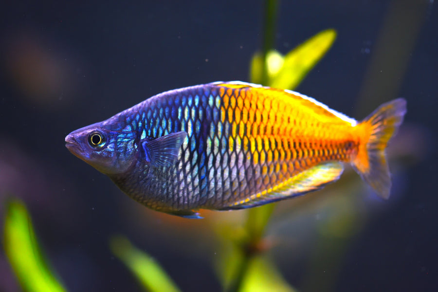 Bosmani Rainbowfish