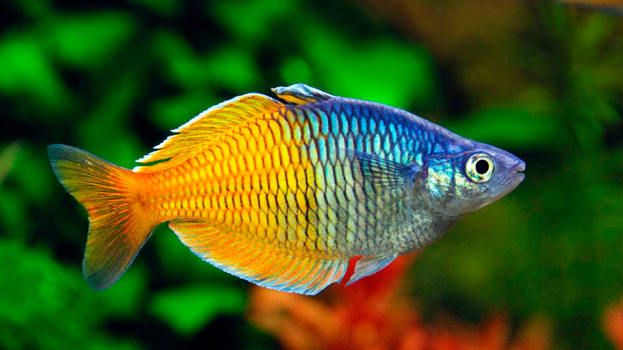 Bosmani Rainbowfish