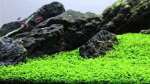 Micranthemum Umbrosum “Takashi Carpet”