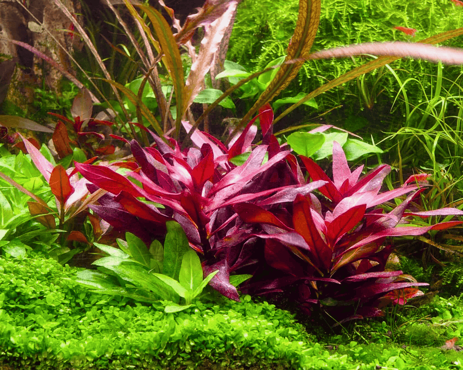 Alternanthera Reinecki Mini