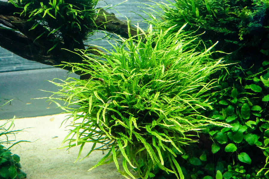 Aquatic plant with long, thin leaves in an aquarium 