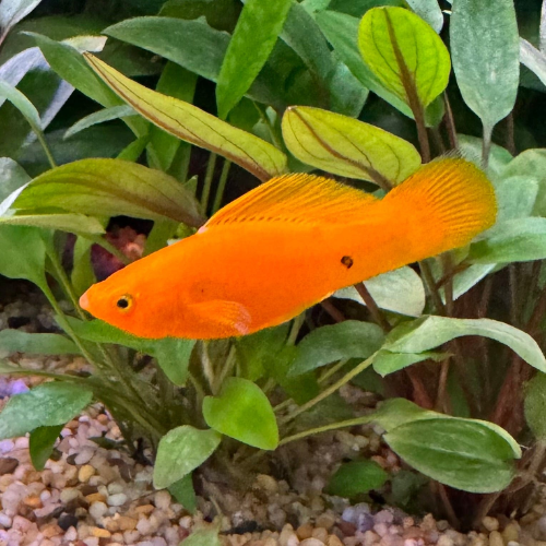 Neon Orange Molly (Local Delivery Only - WA)