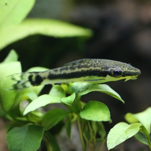 Small fish with a black and green pattern swimming among green leaves