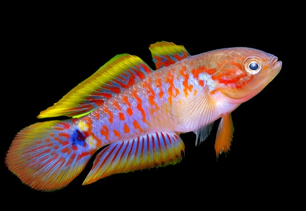 Peacock Gudgeon
