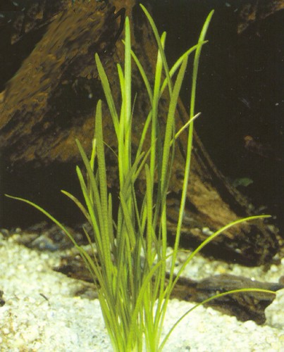 Aquatic plant in an aquarium setting with gravel and rocks.