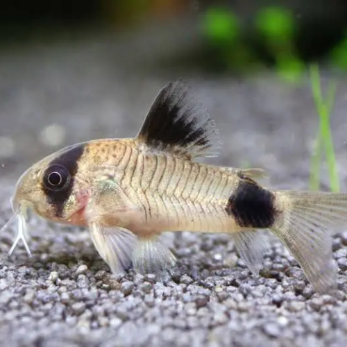 Small fish with a black spot on a gravelly substrate