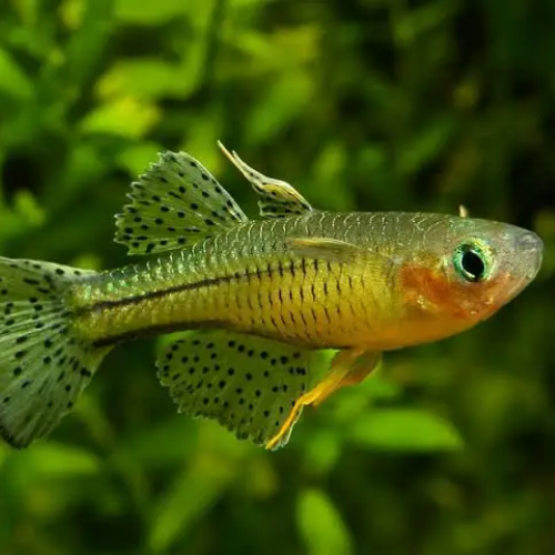 Small fish with a spotted tail against a green underwater background