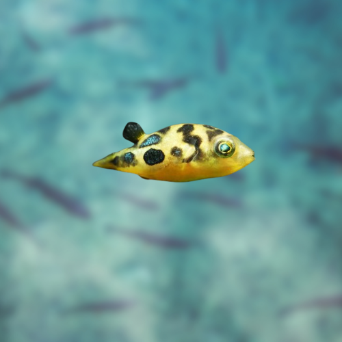 Fugu fish with black and blue patterns on a blurred underwater background