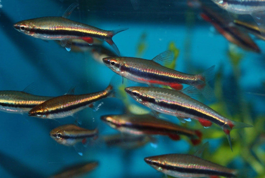 Beckford's Pencilfish