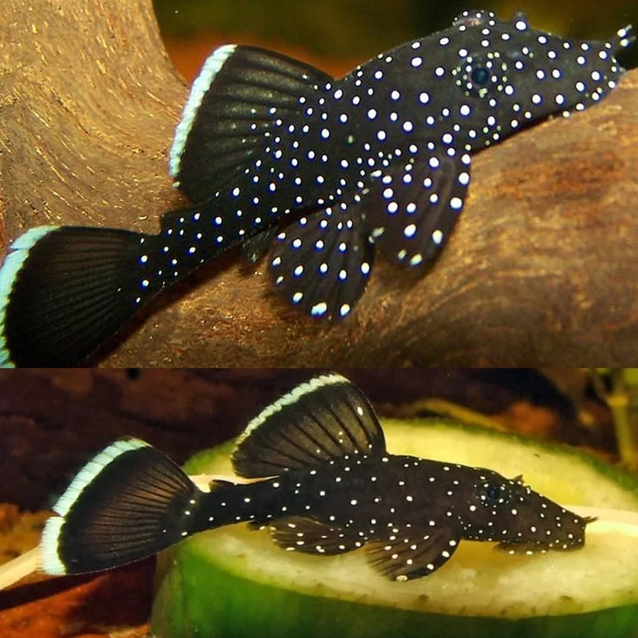 Peppermint Pleco