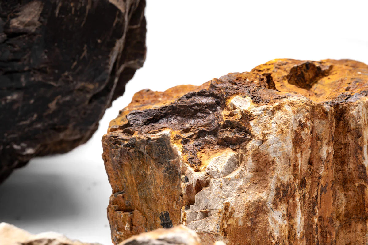 Petrified Wood (Fossil Wood), view 4