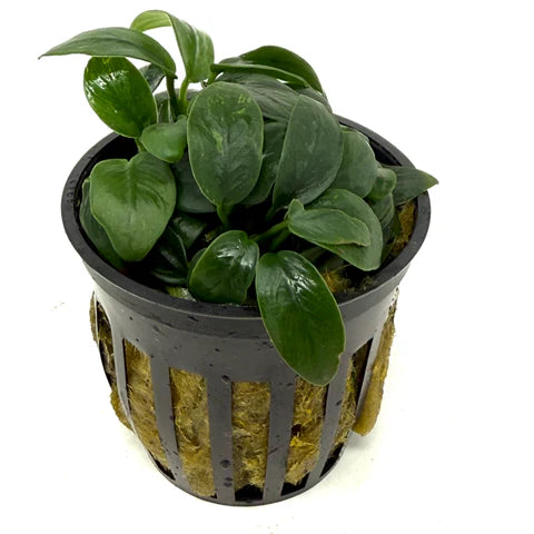 Anubias Nana