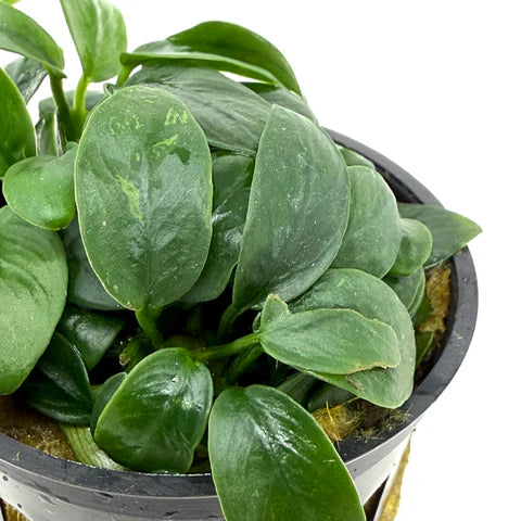 Anubias Nana
