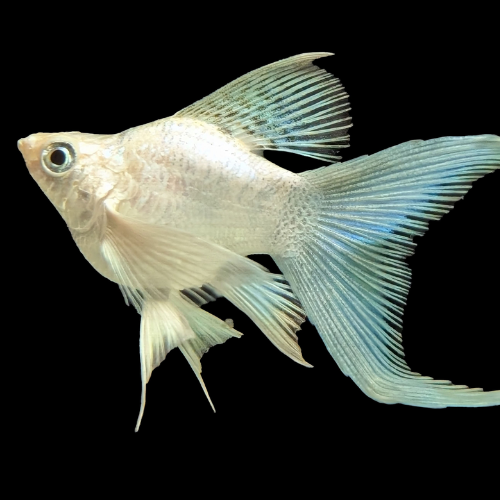 Glowing silver fish with detailed fins on a black background