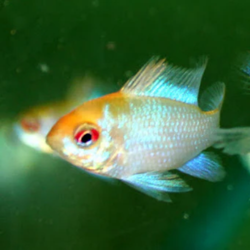 Goldfish with a red eye swimming in water