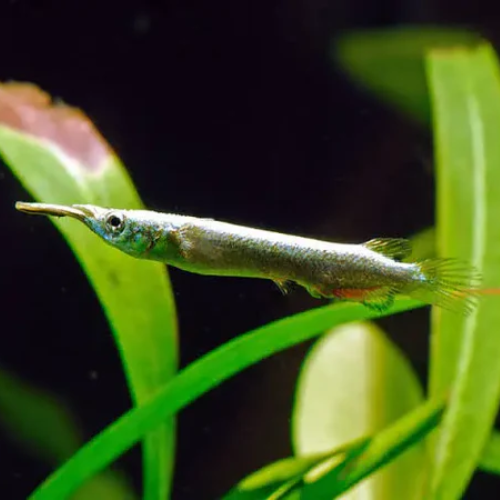 Small fish swimming among green leaves on a dark background