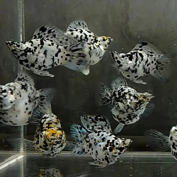 Dalmatian Balloon Molly