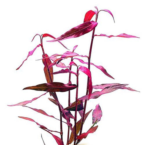 Purple Bamboo (Hygrophila sp. 'Sao Paulo')