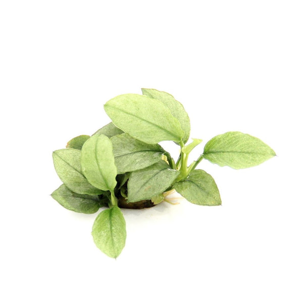 Anubias Jade