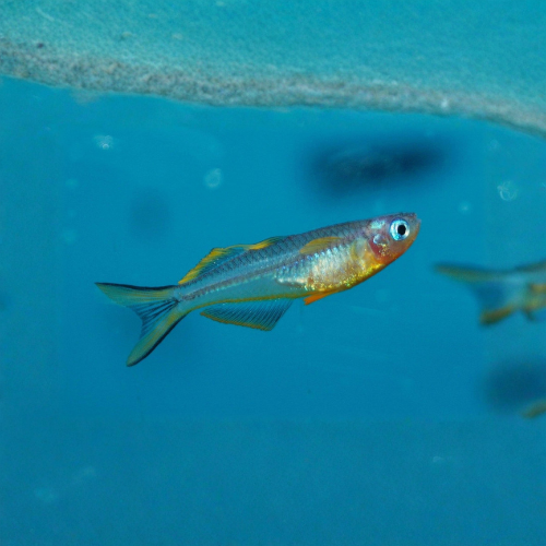 Small fish swimming in clear blue water