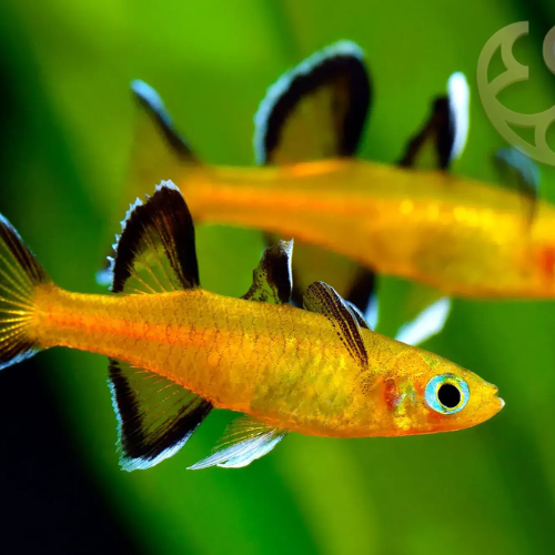 Two orange fish with black tails swimming in an aquarium setting.