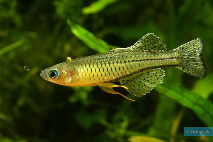 Pseudomugil Gertrudae