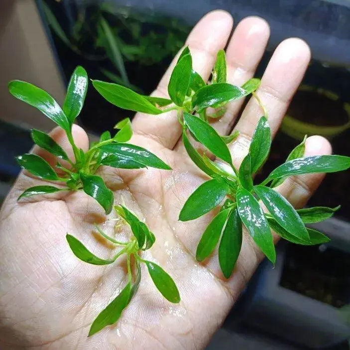 Anubias 'Dragon Claw Mini'