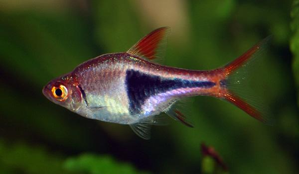 Harlequin Rasbora