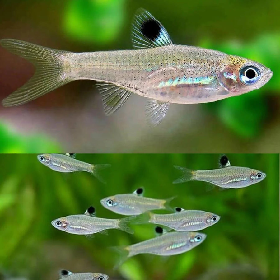 Emerald Eye Rasbora