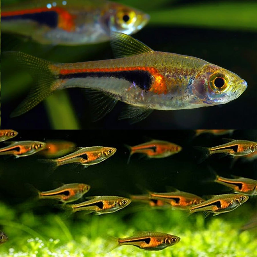 Hengeli Rasbora