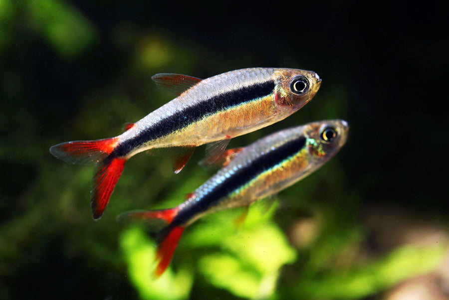 Red Hockey Stick Tetra