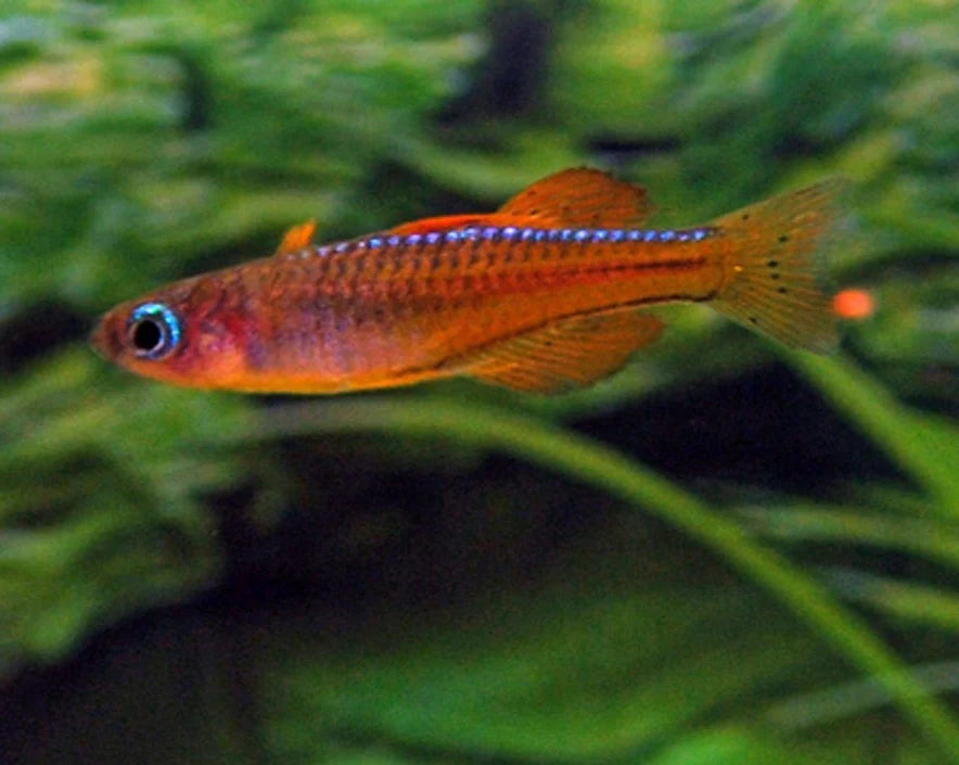 Pseudomugil Luminatus