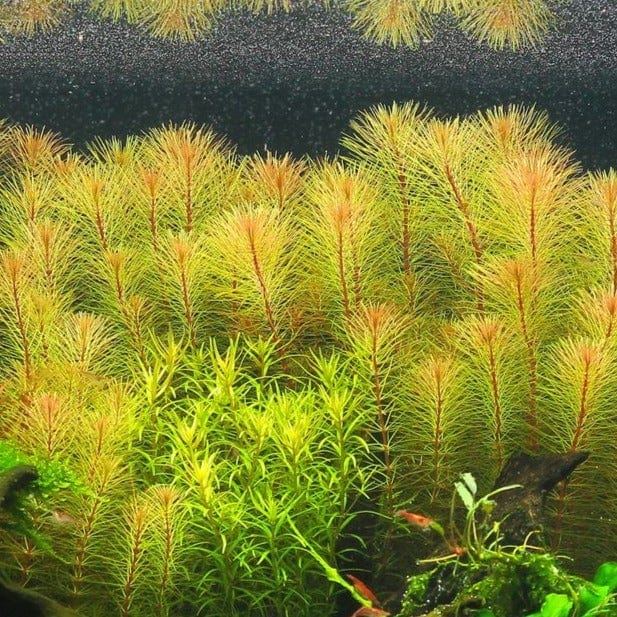 Rotala Vietnam
