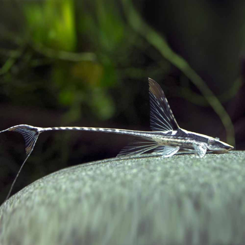 Fish with a long snout and whisker-like extensions on a blurred natural background
