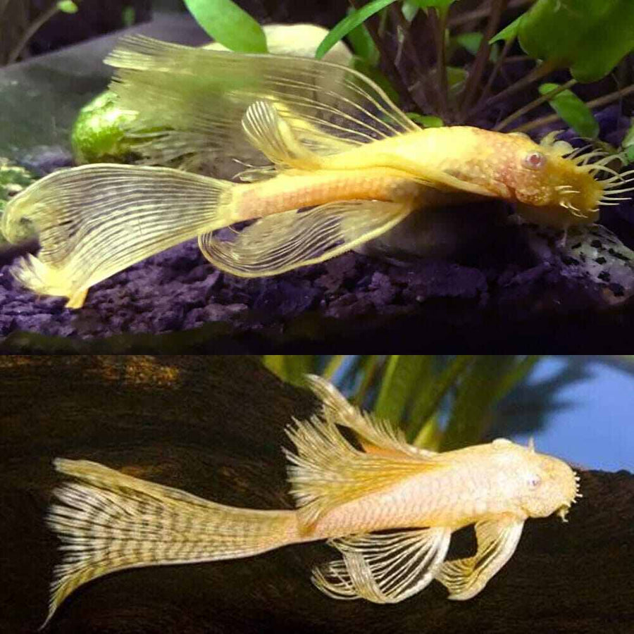 Albino Long Fin Bristlenose Pleco
