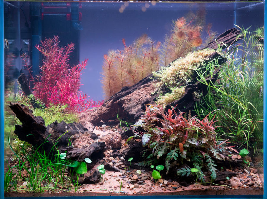 Hygrophila pinnatifida — live aquatic plant in a planted aquarium