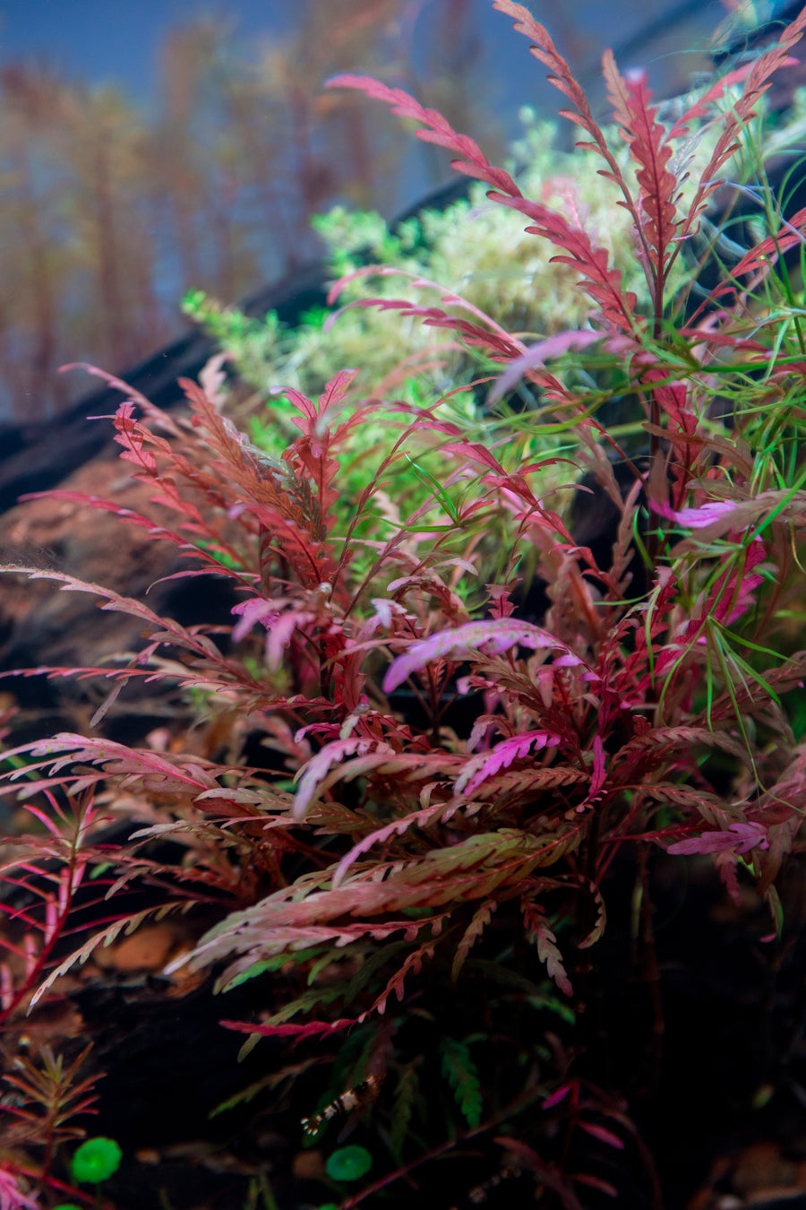 Aquatic plant with pink and green leaves in an aquarium 
