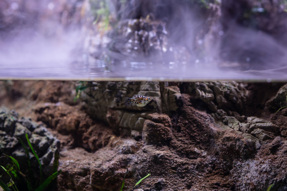 SOS Lumina Mist Maker, close-up of a tank with rocks, water and plants