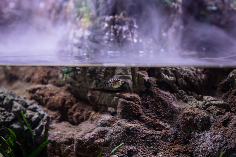 Close-up of a fish tank with rocks, water, and plants